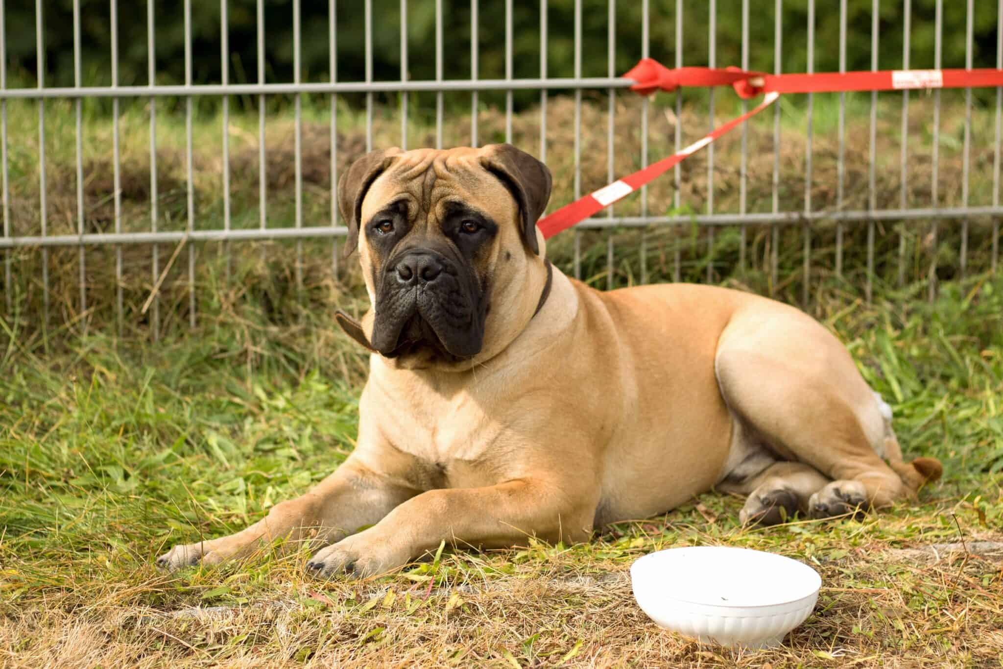 How Much to Feed a Bullmastiff (Feeding Chart & Guide)