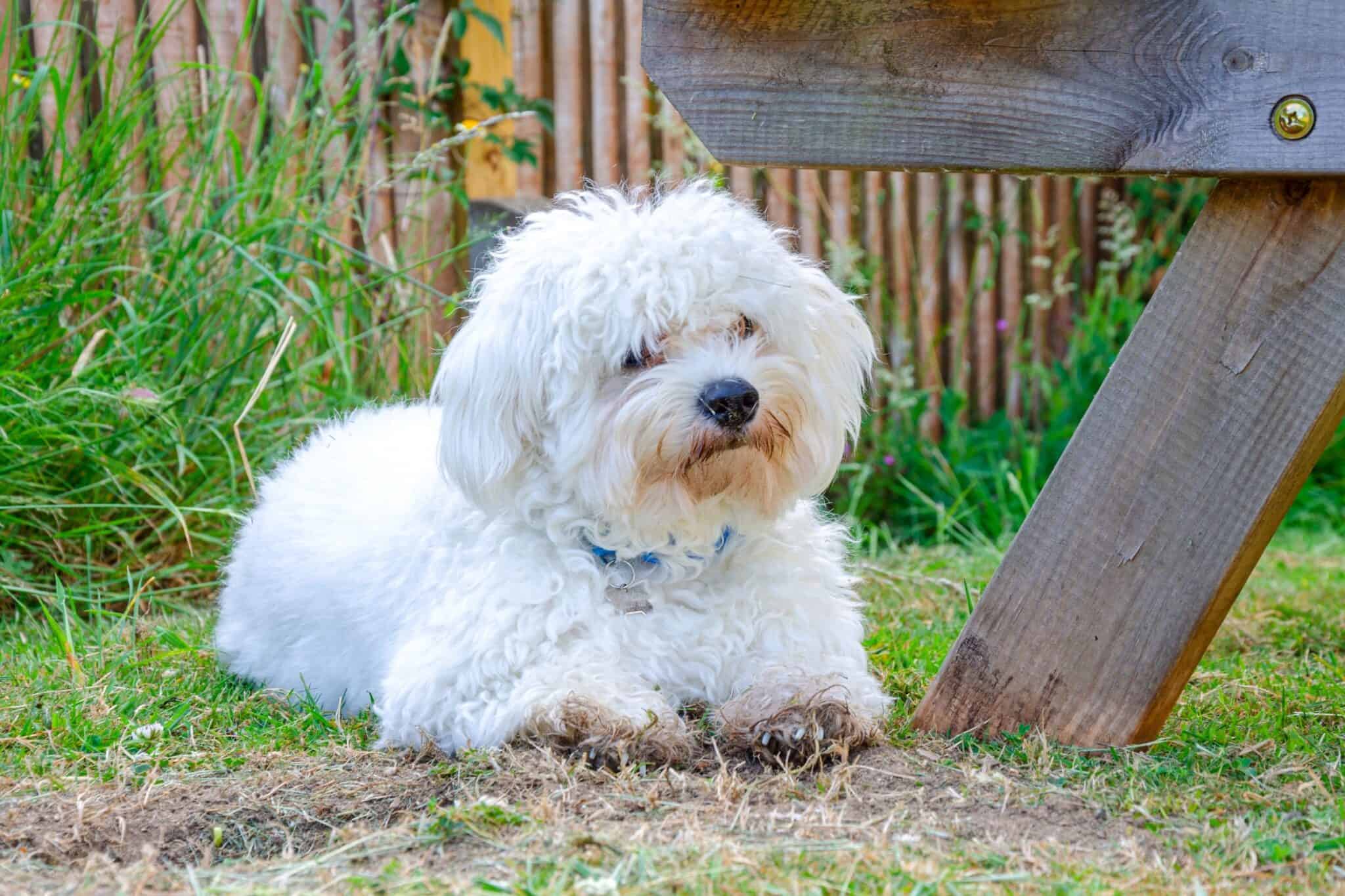 How Much to Feed a Cavapoo (Feeding Chart & Guide)