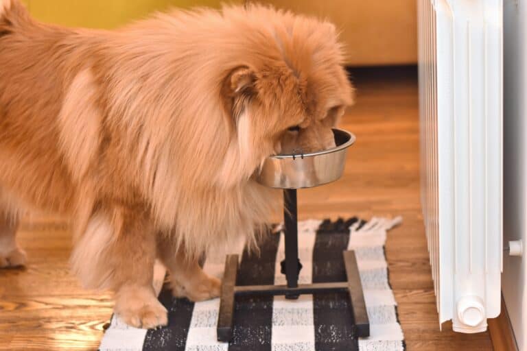 How Much to Feed a Chow Chow (Feeding Chart & Guide)