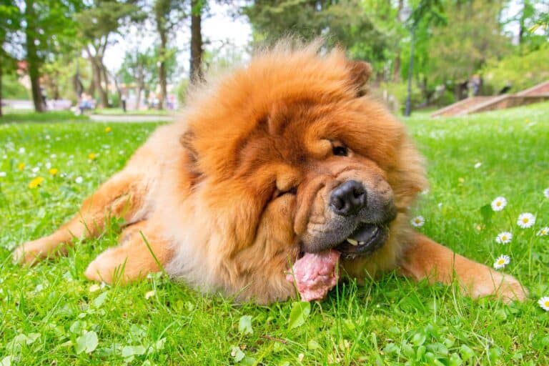 How Much to Feed a Chow Chow (Feeding Chart & Guide)