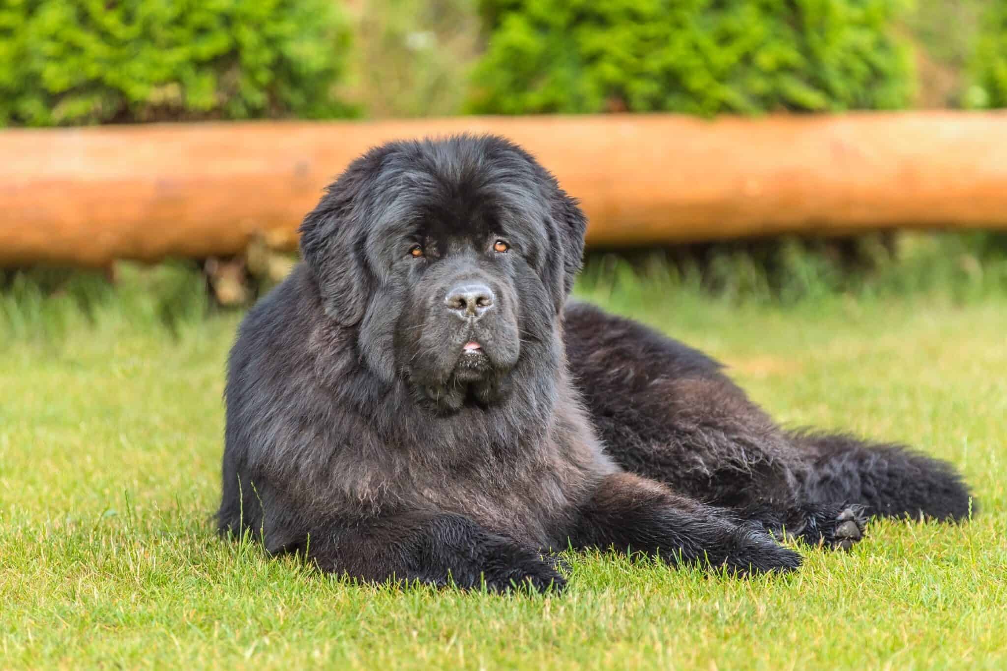 How Much to Feed a Newfoundland (Feeding Chart & Guide)