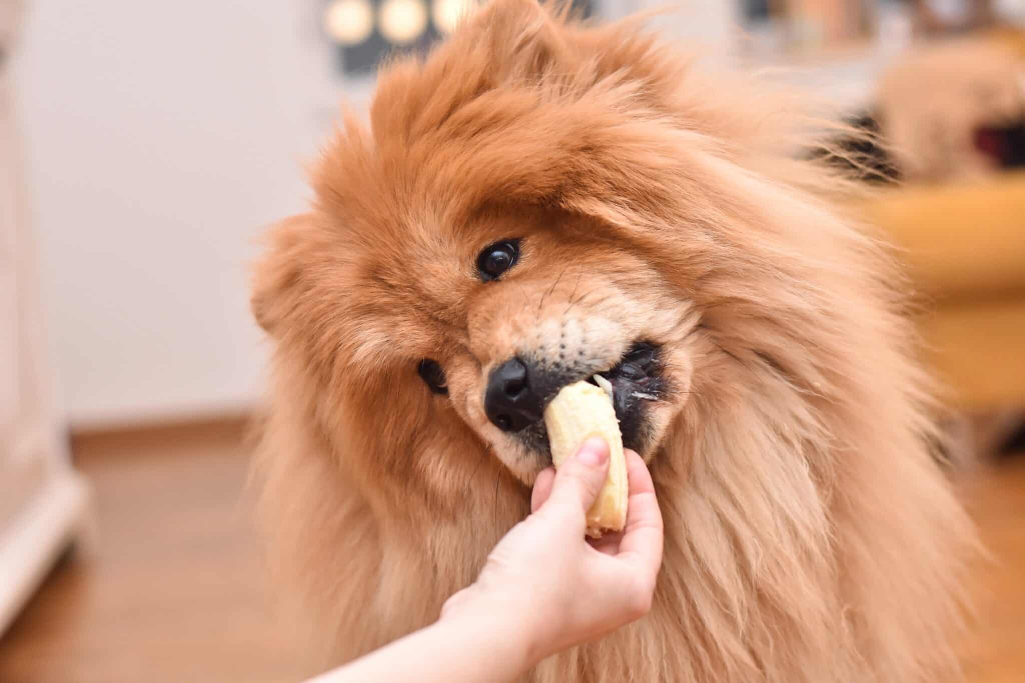 How Much to Feed a Chow Chow (Feeding Chart & Guide)
