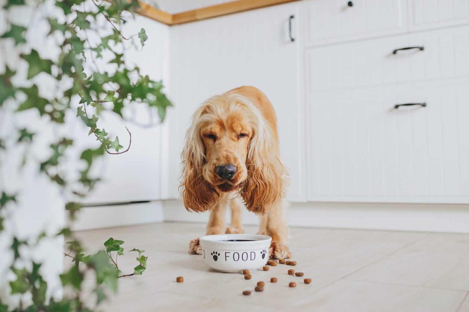 How Much to Feed a Cocker Spaniel (Feeding Chart & Guide)