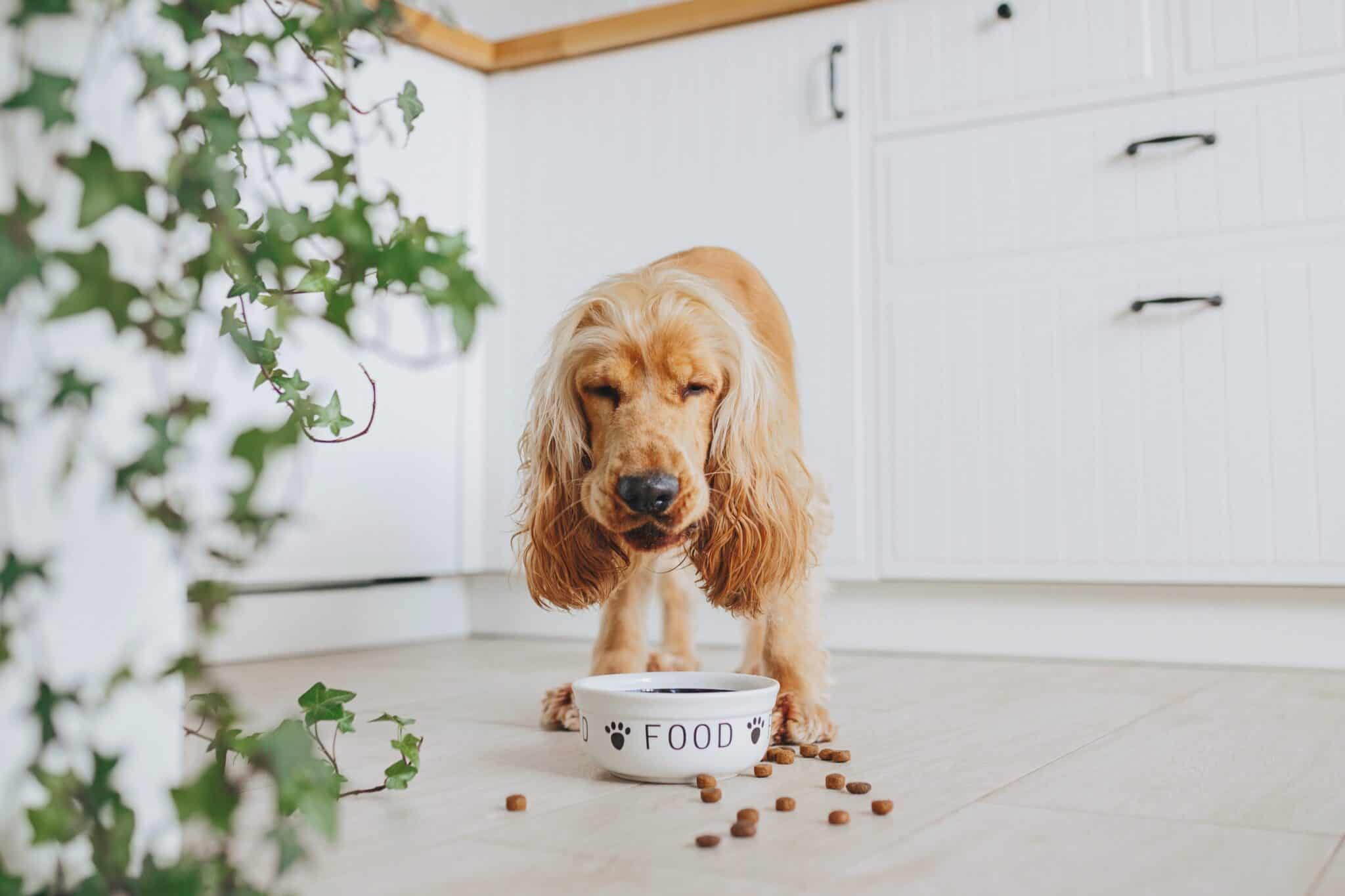 How Much to Feed a Cocker Spaniel (Feeding Chart & Guide)
