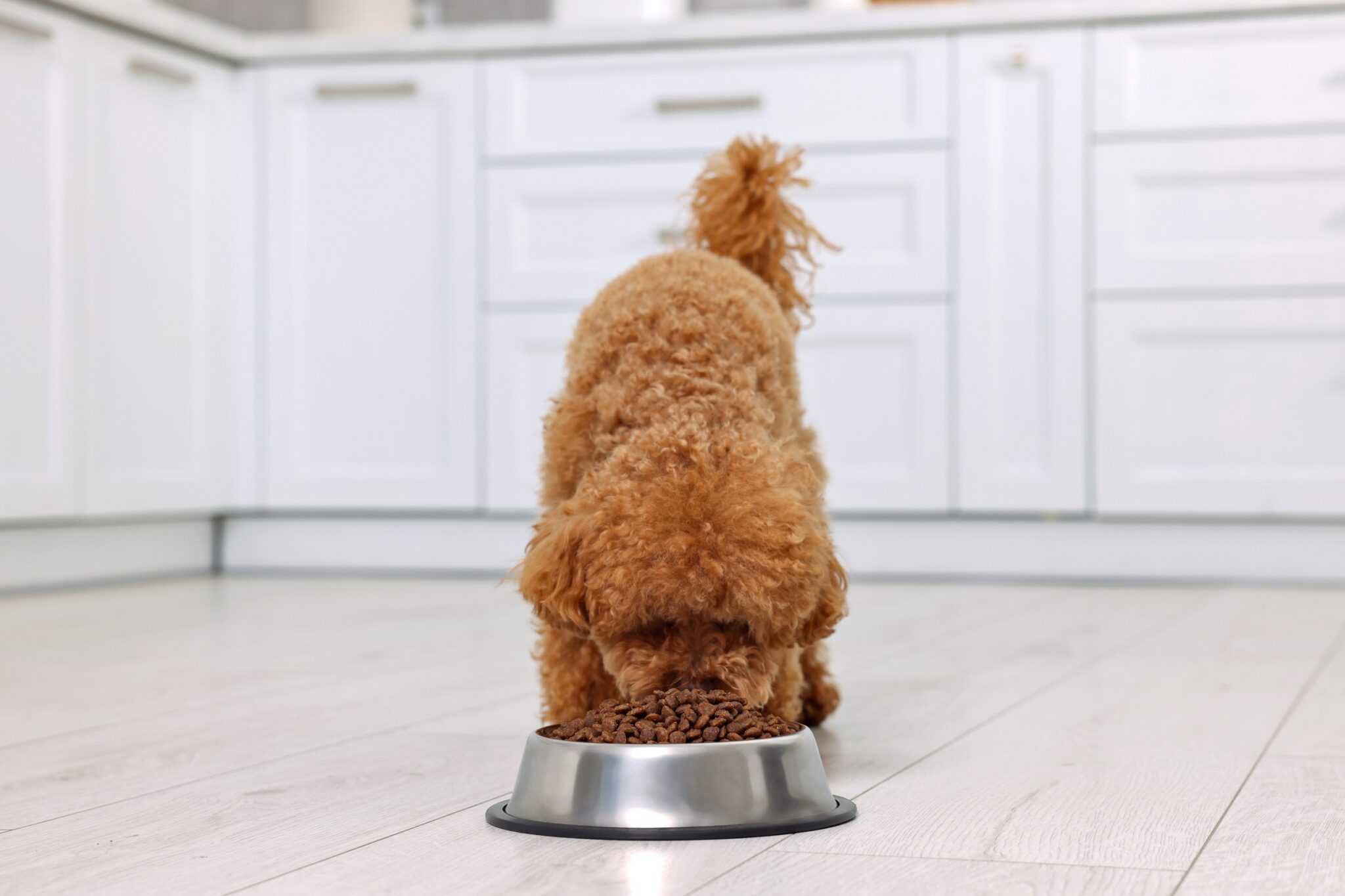 How Much to Feed a Maltipoo (Feeding Chart & Guide)