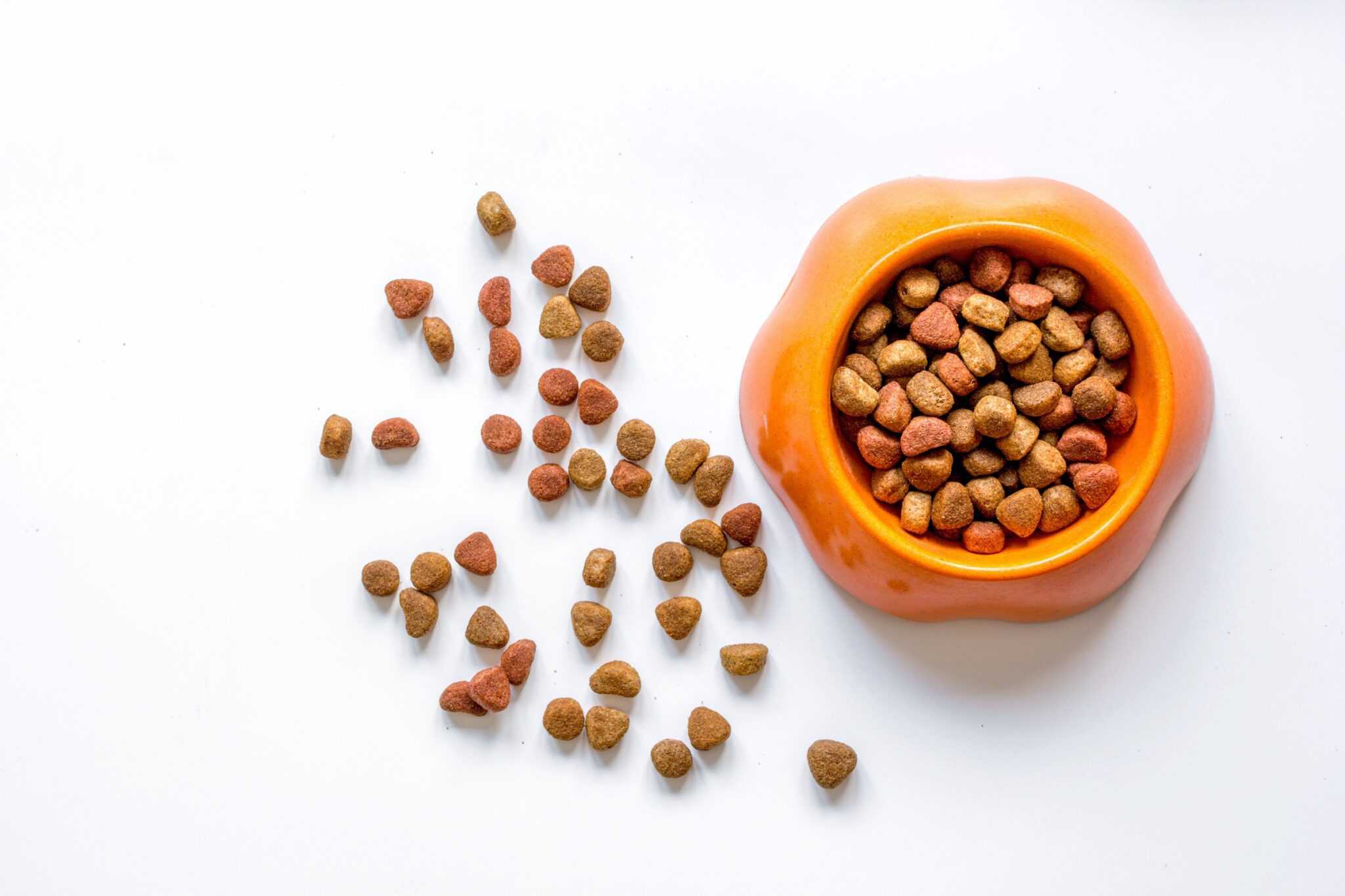 How Much to Feed a Cockapoo (Feeding Chart & Guide)