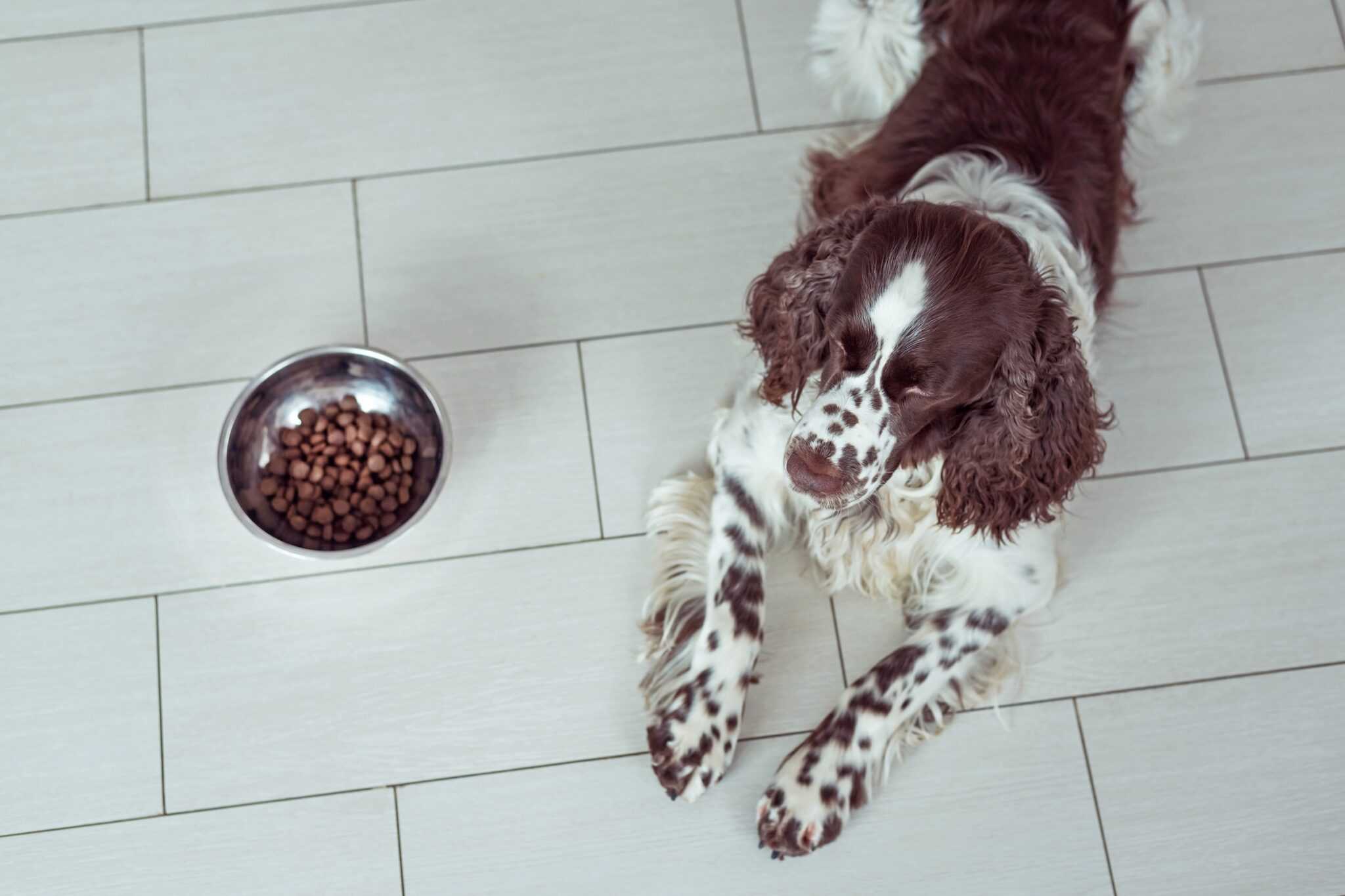 How Much to Feed an English Springer Spaniel