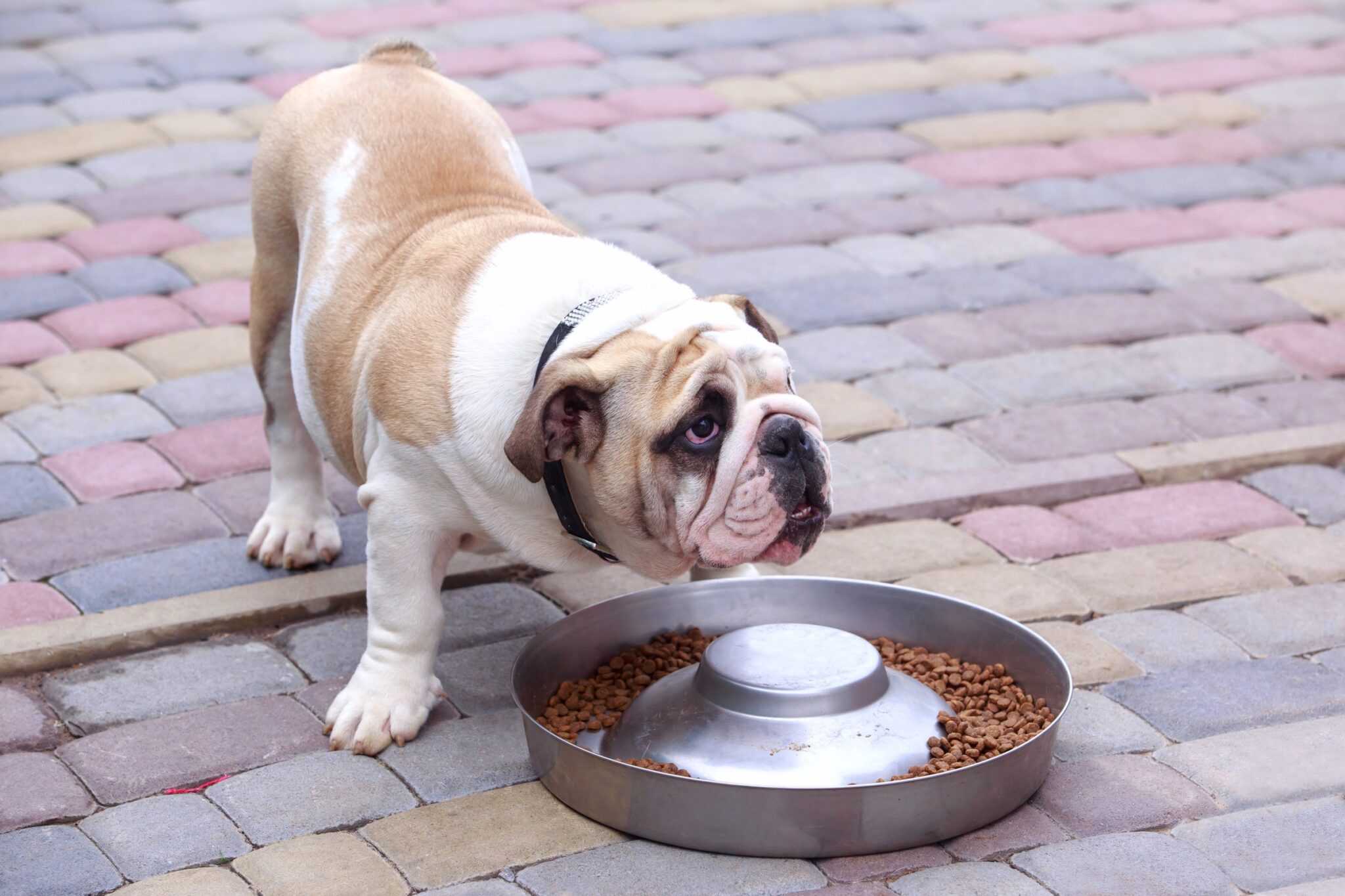How Much to Feed a Bulldog (Feeding Chart & Guide)