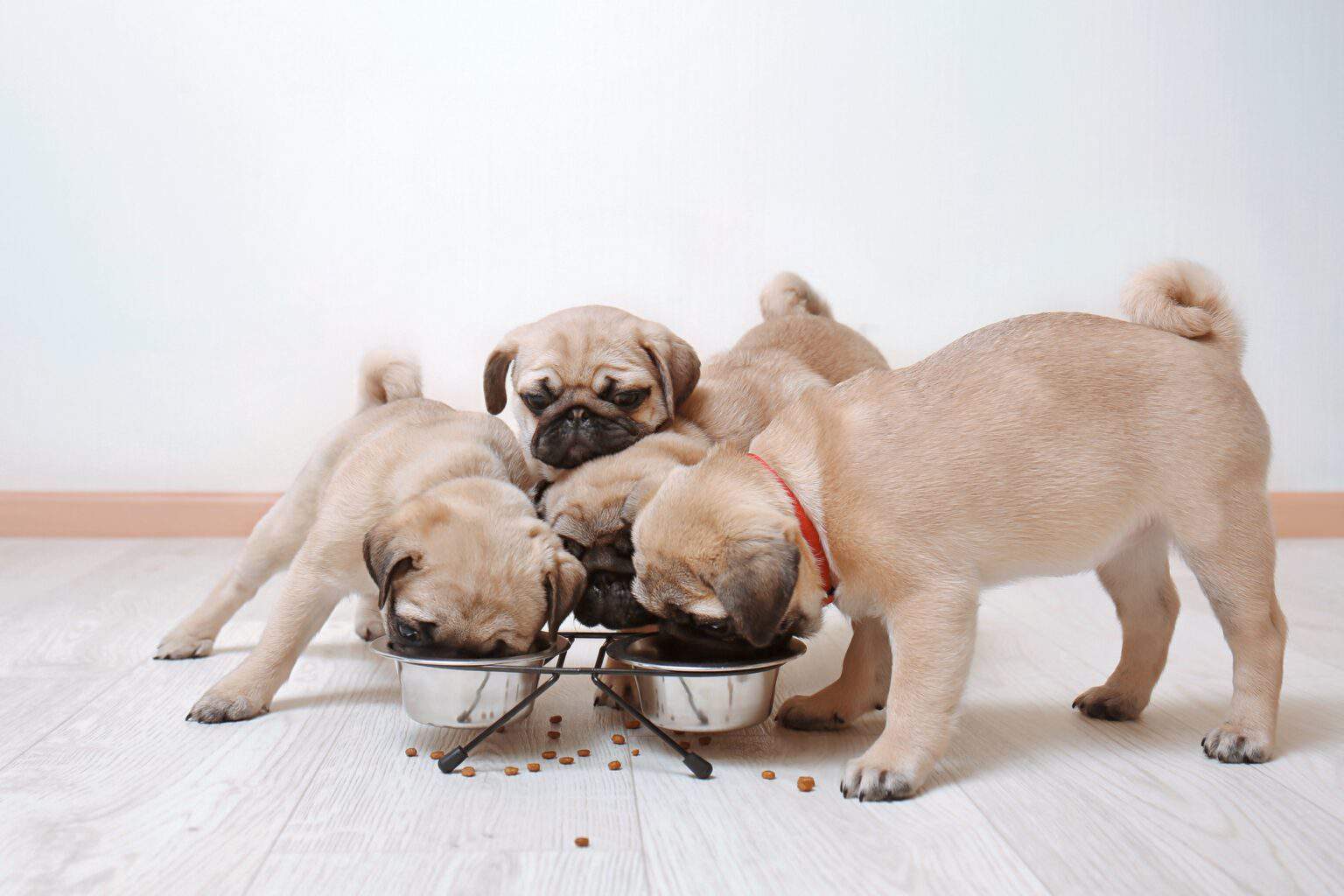 How Much to Feed a Pug (Feeding Chart & Guide)