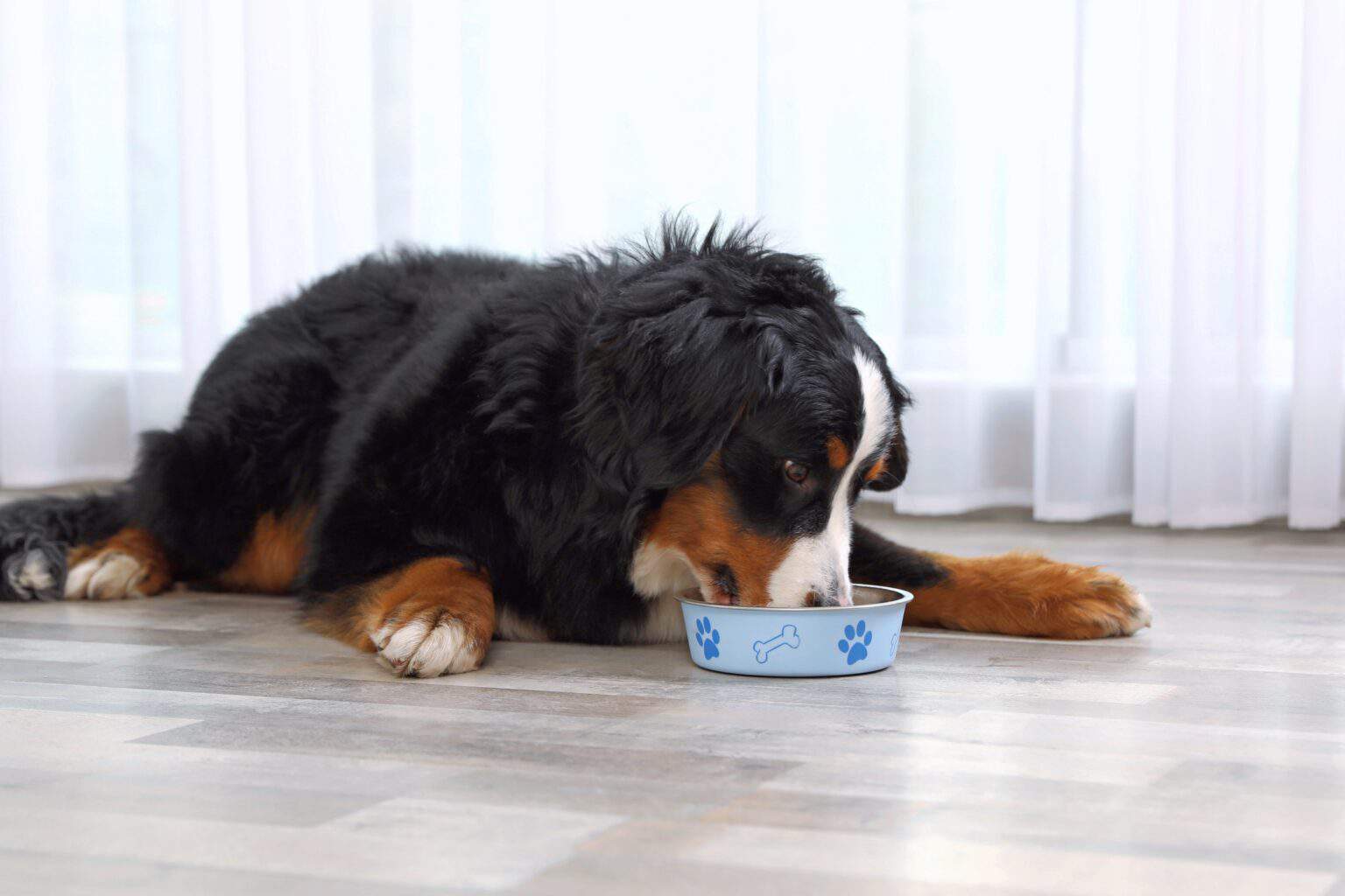 How Much to Feed a Bernese Mountain Dog (Feeding Chart)