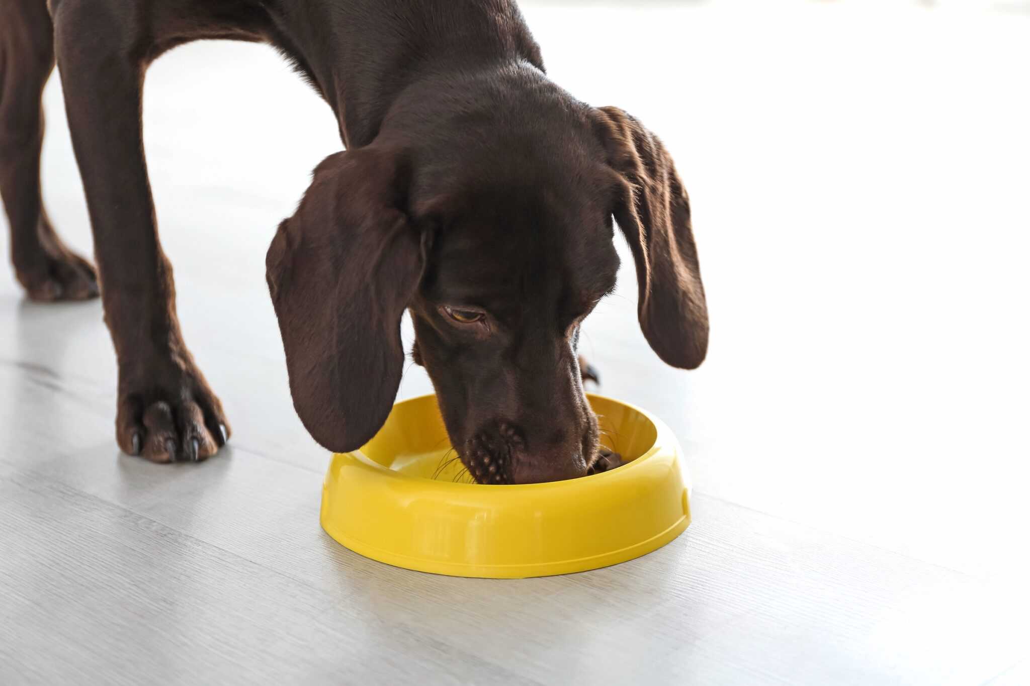 How Much to Feed a German Shorthaired Pointer