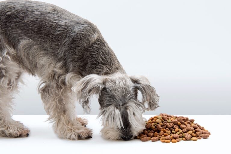 How Much to Feed a Miniature Schnauzer (Feeding Chart)