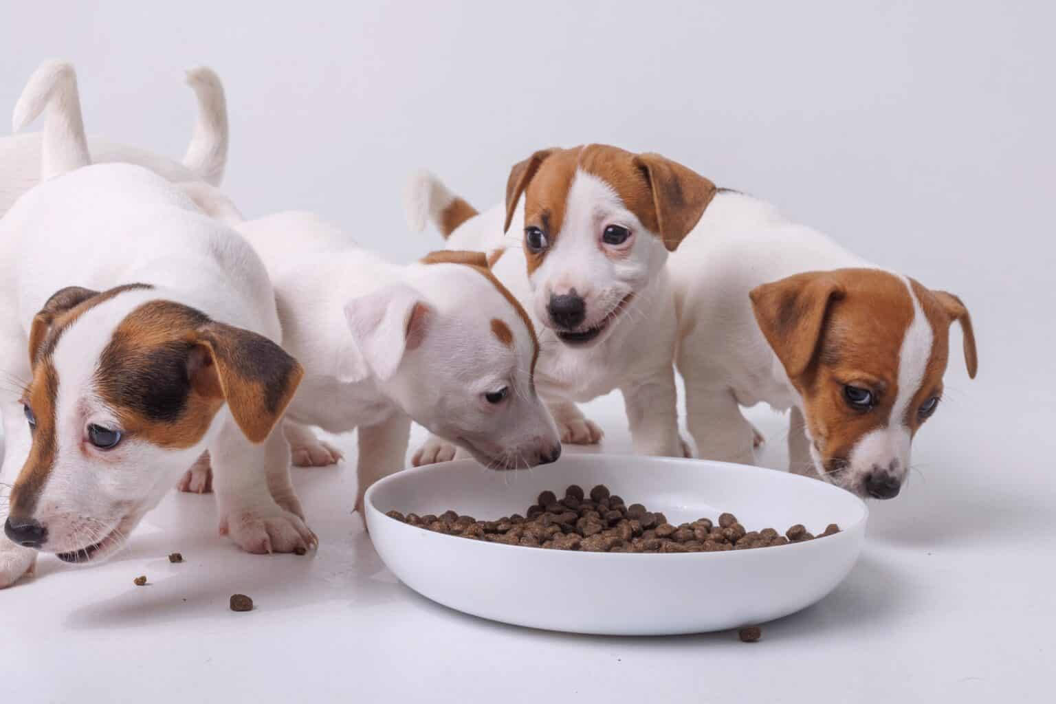 How Much to Feed a Jack Russell Terrier
