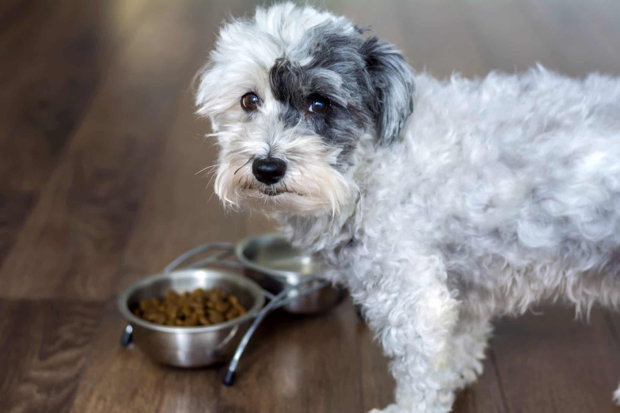 Stunning Allergy Prone Havanese Grain Free Food image
