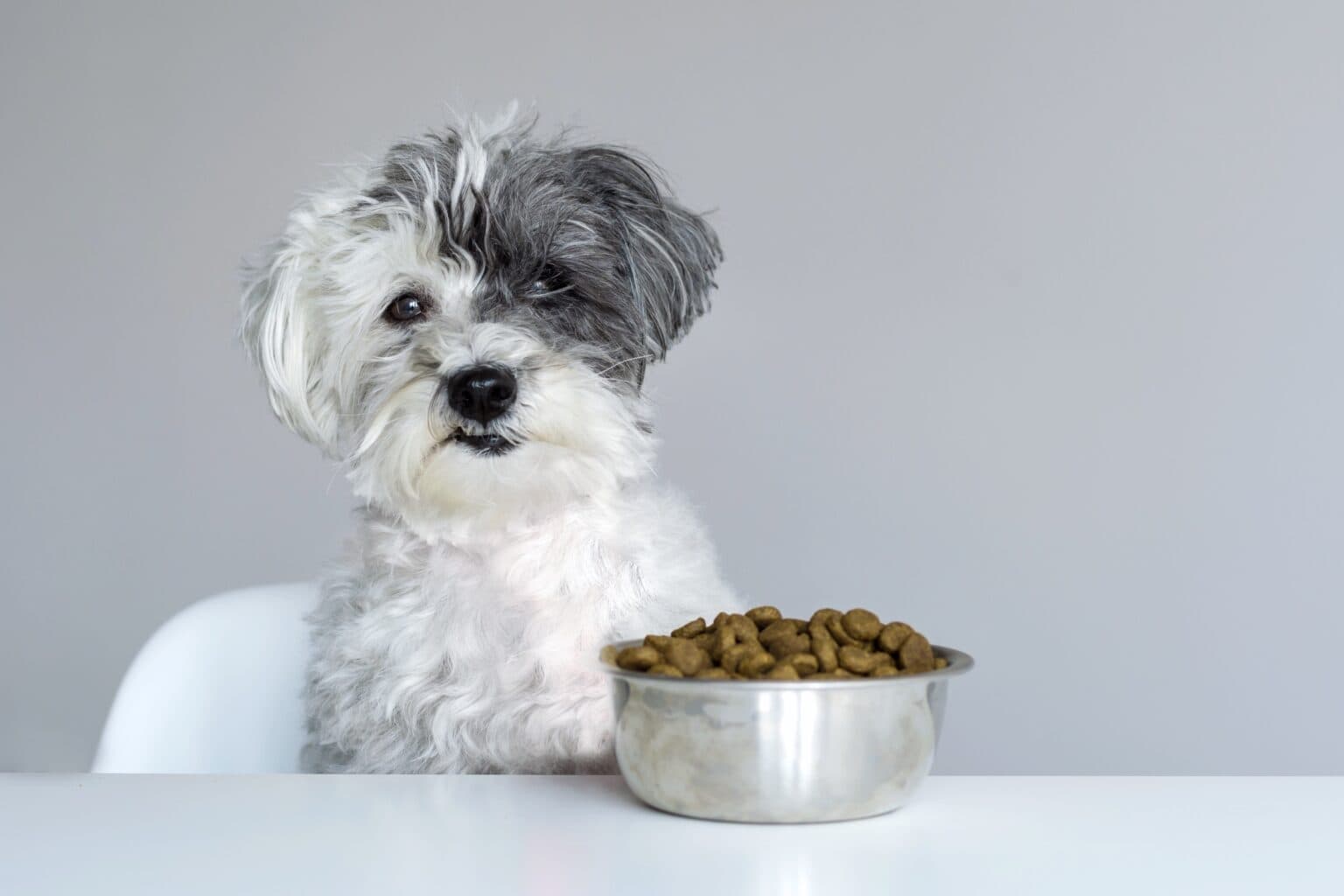 How Much to Feed a Havanese (Feeding Chart & Guide)