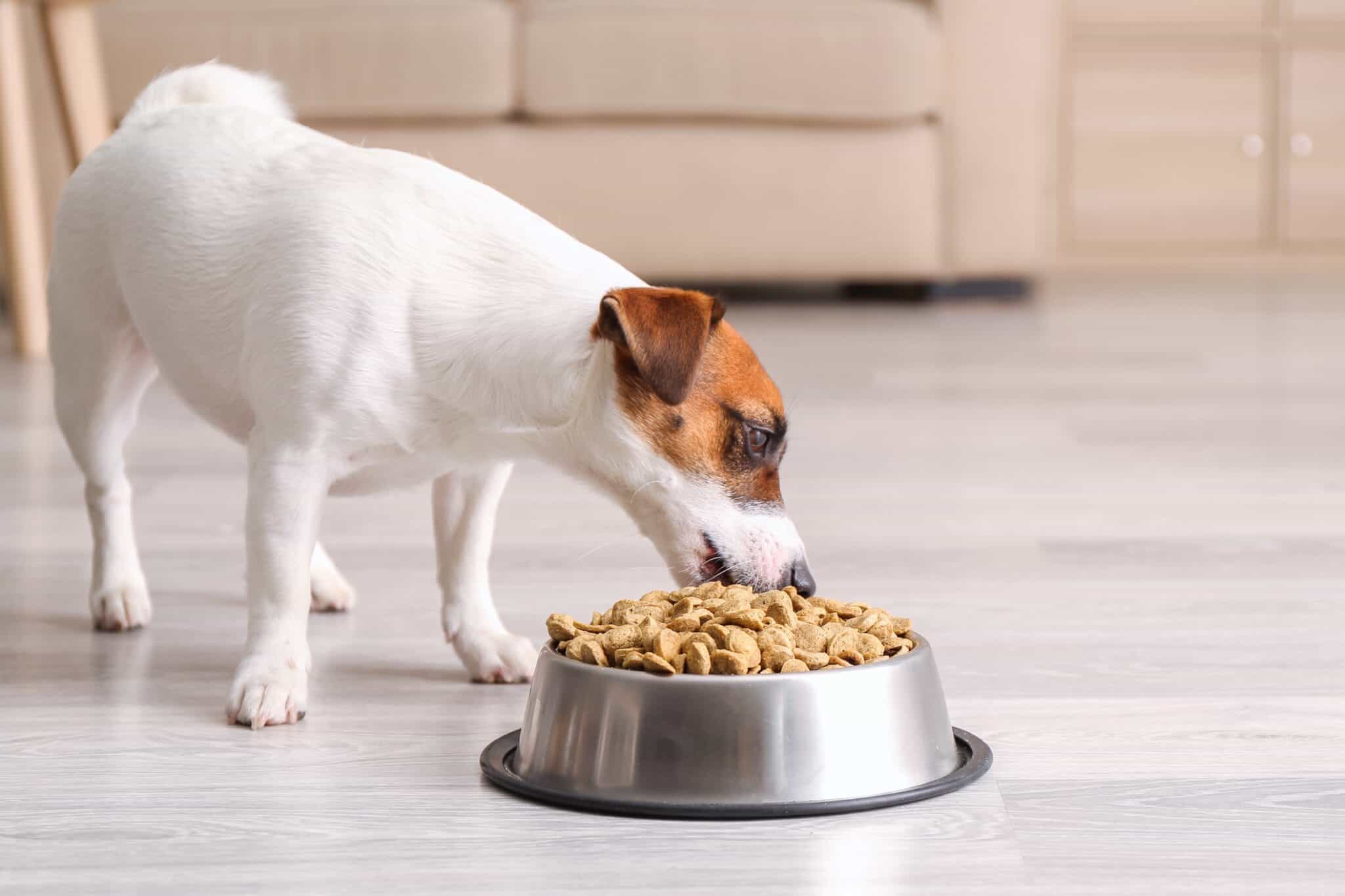 How Much to Feed a Jack Russell Terrier