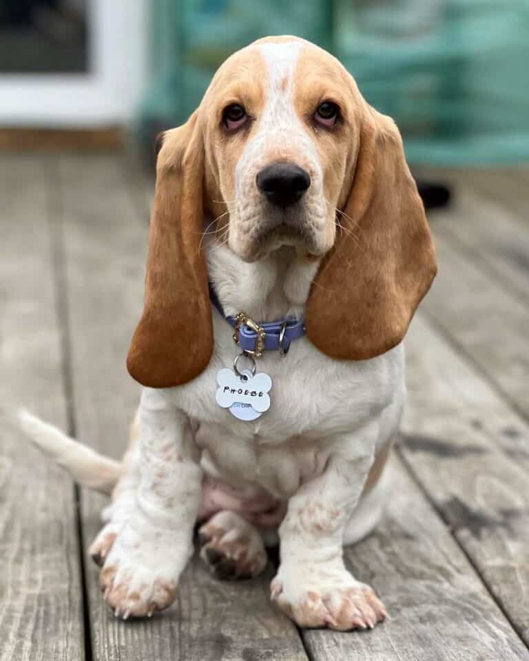 25 Basset Hound Colors & Markings (With Pictures)