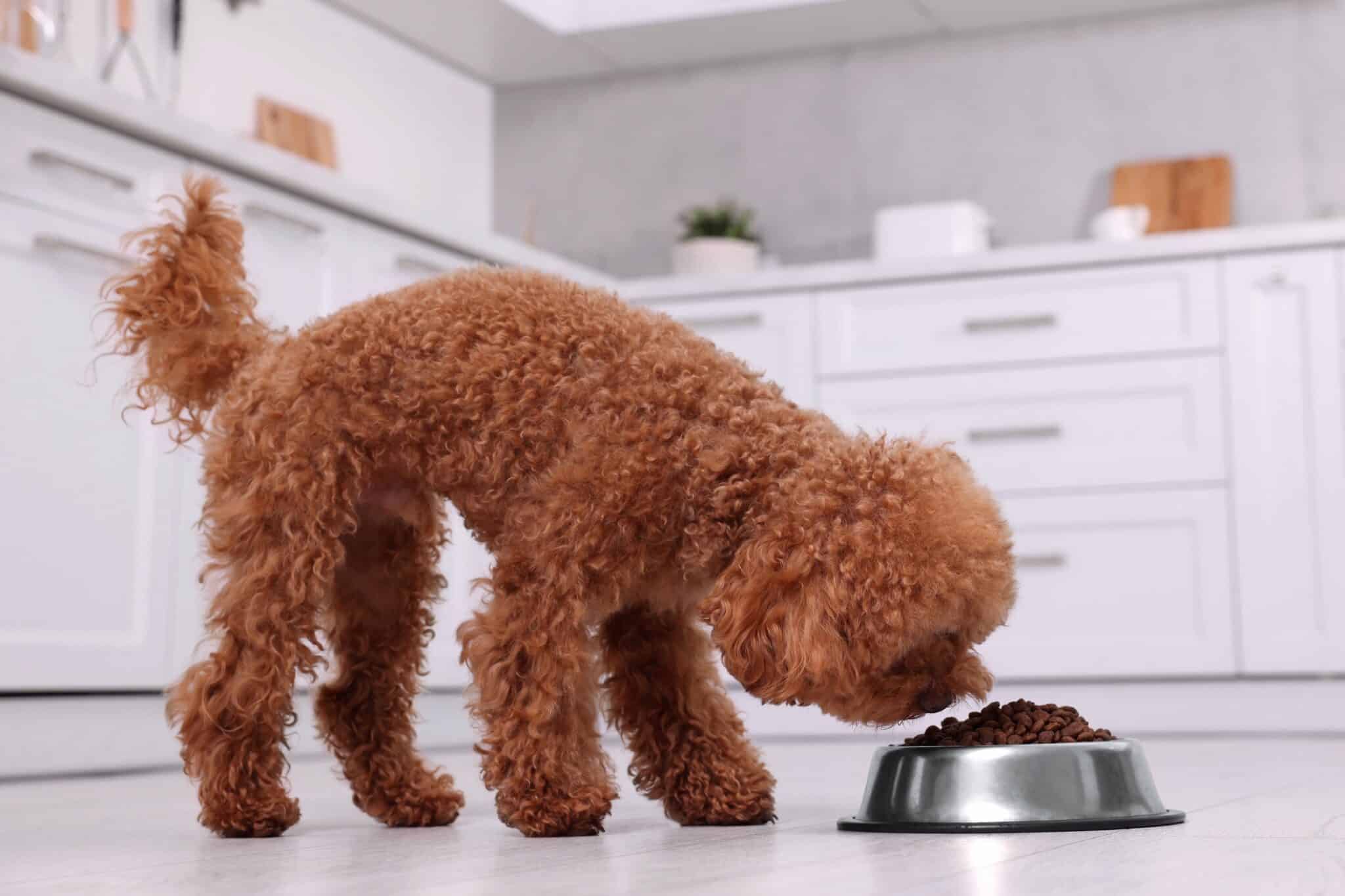 How Much to Feed a Maltipoo (Feeding Chart & Guide)