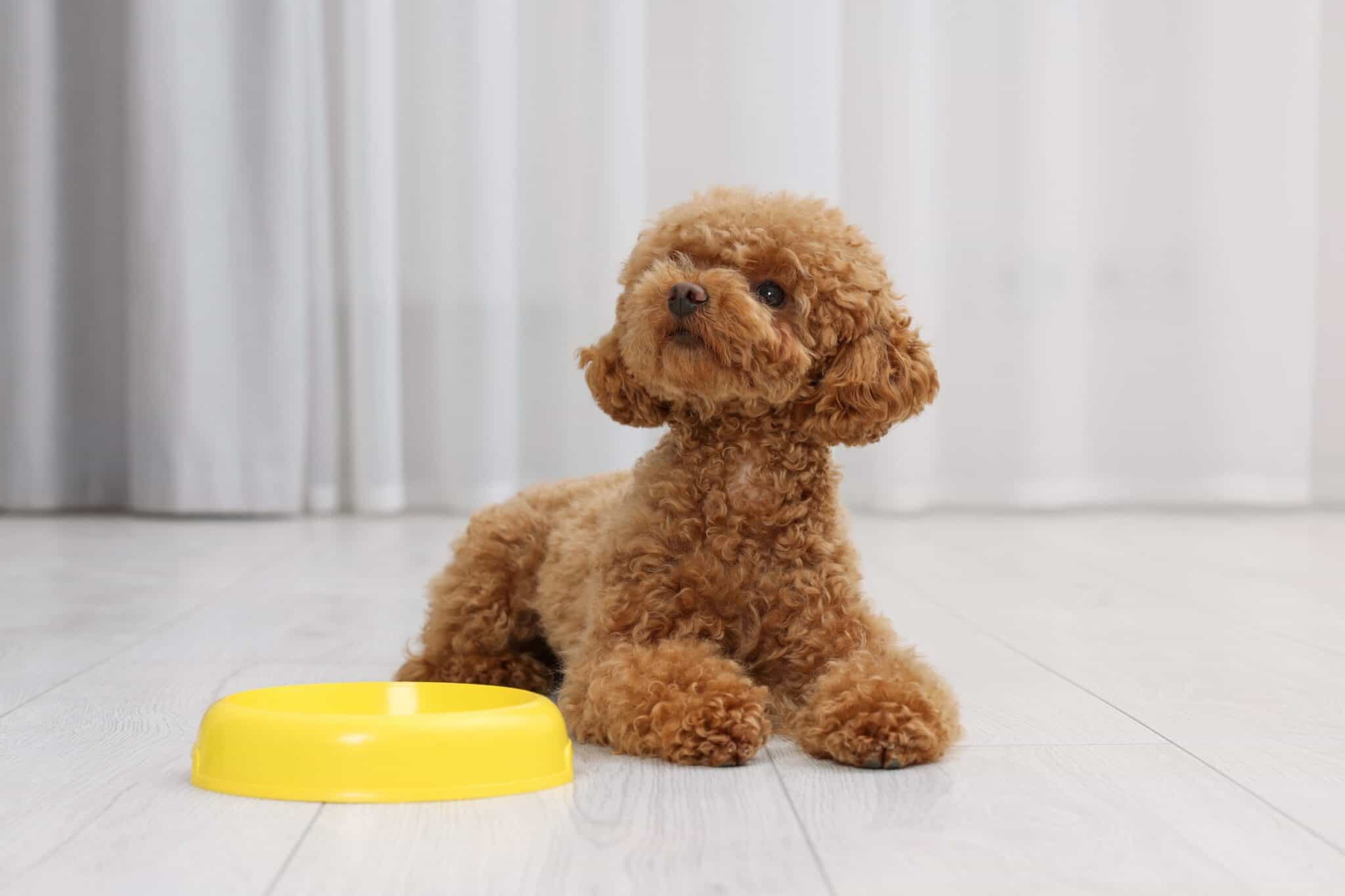 How Much to Feed a Maltipoo (Feeding Chart & Guide)
