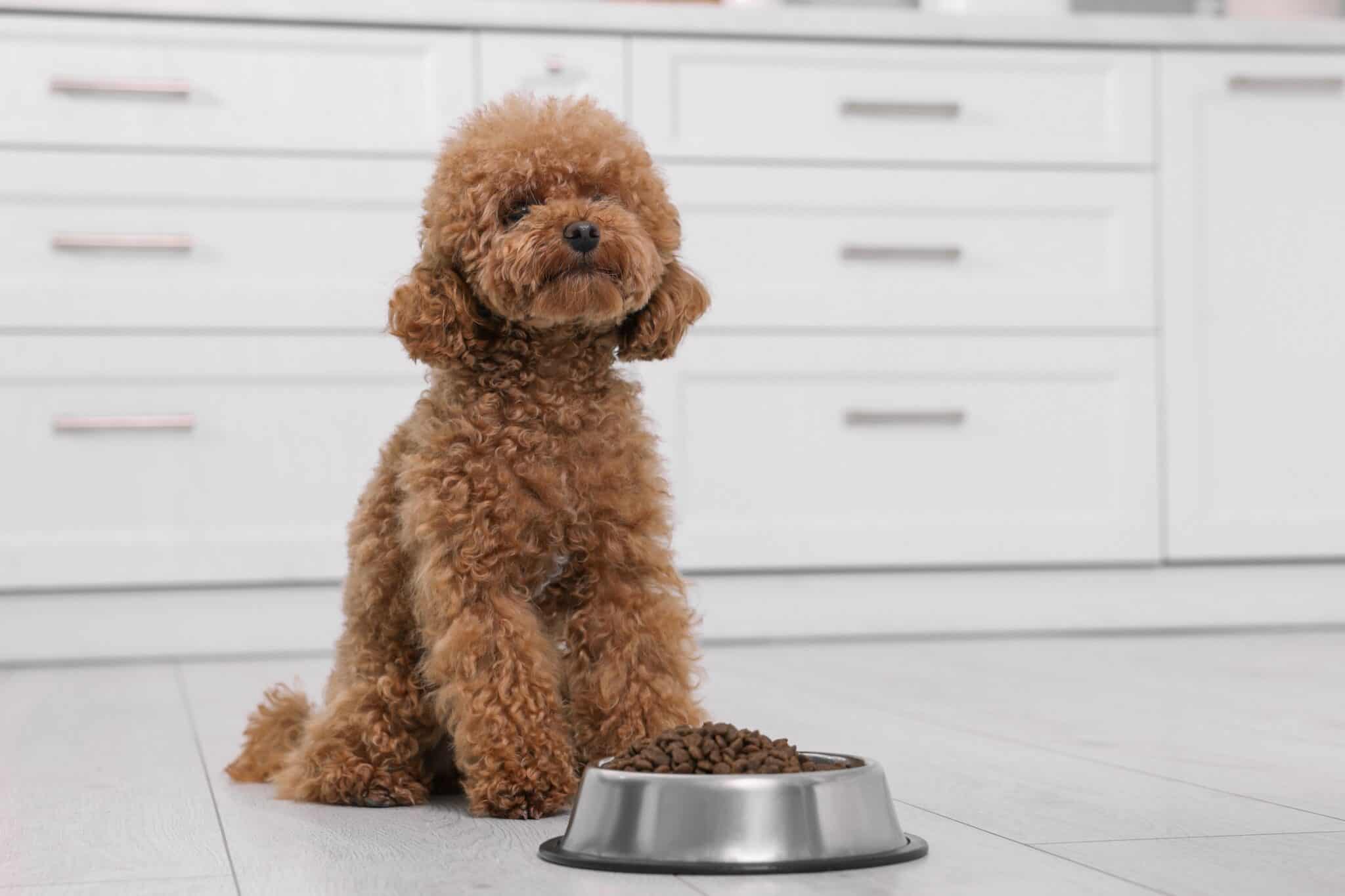 How Much to Feed a Maltipoo (Feeding Chart & Guide)