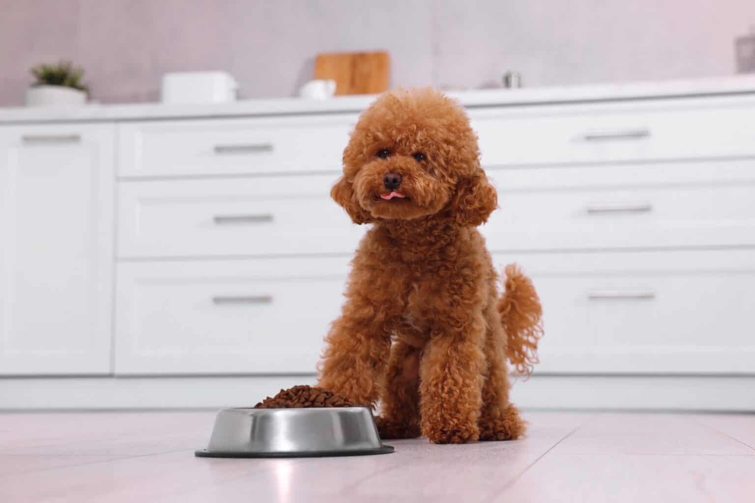How Much to Feed a Maltipoo (Feeding Chart & Guide)