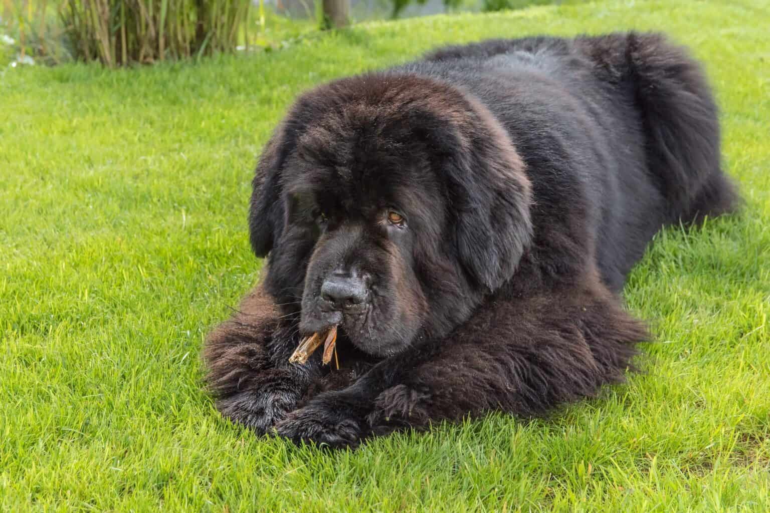 How Much to Feed a Newfoundland (Feeding Chart & Guide)
