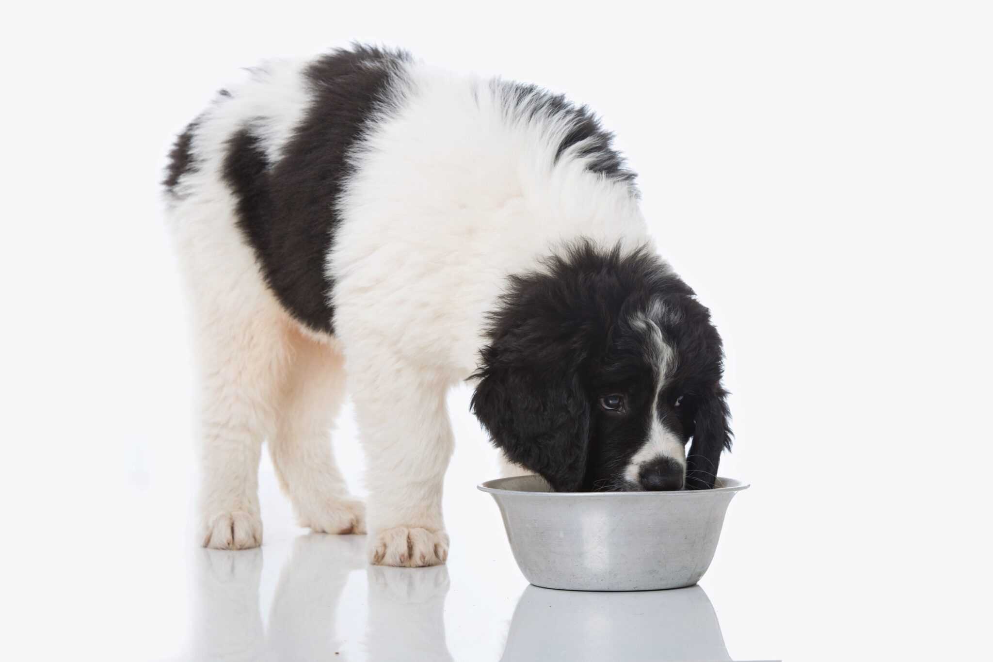 How Much to Feed a Newfoundland (Feeding Chart & Guide)