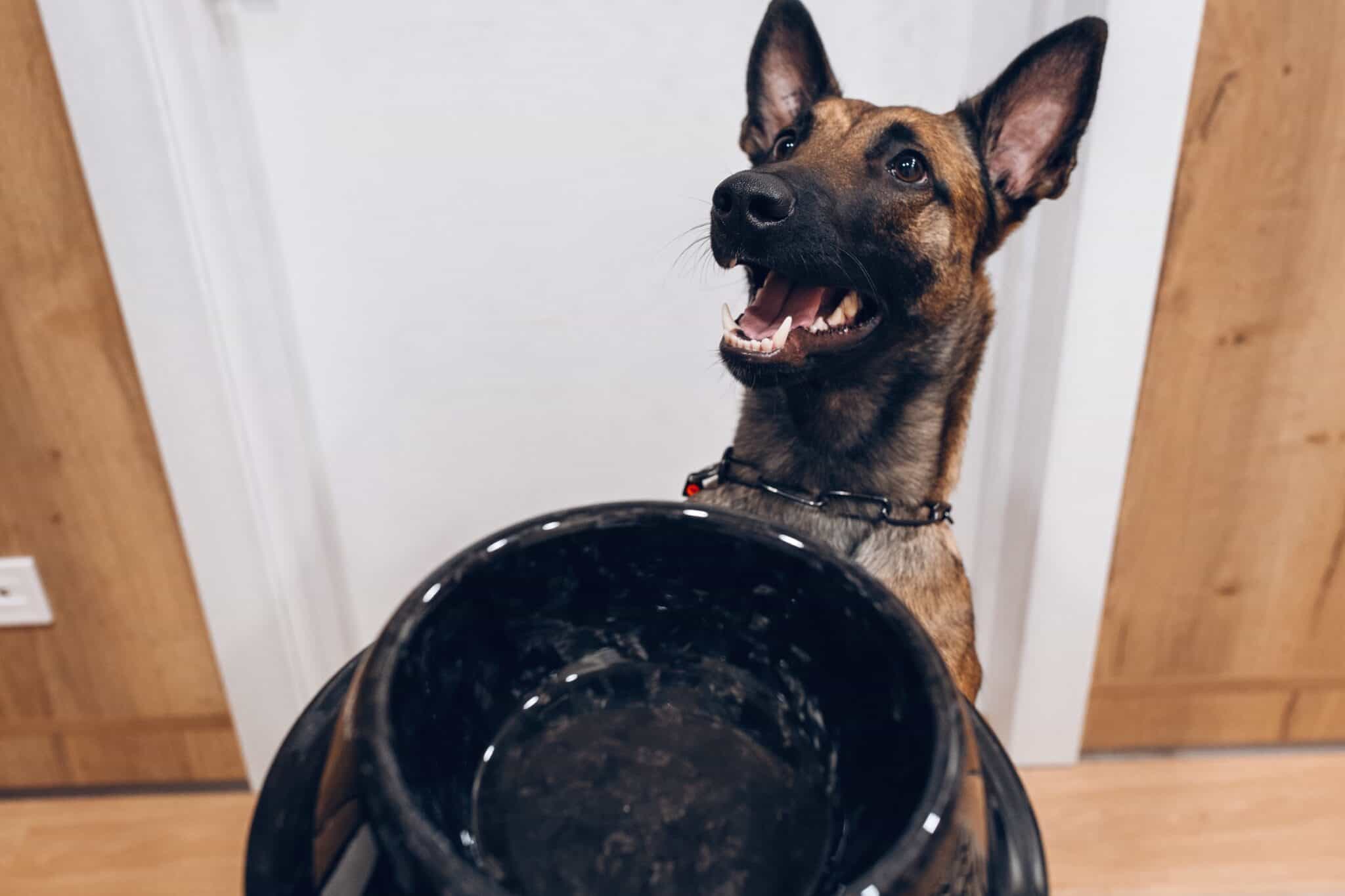 How Much to Feed a Belgian Malinois (Feeding Chart & Guide)