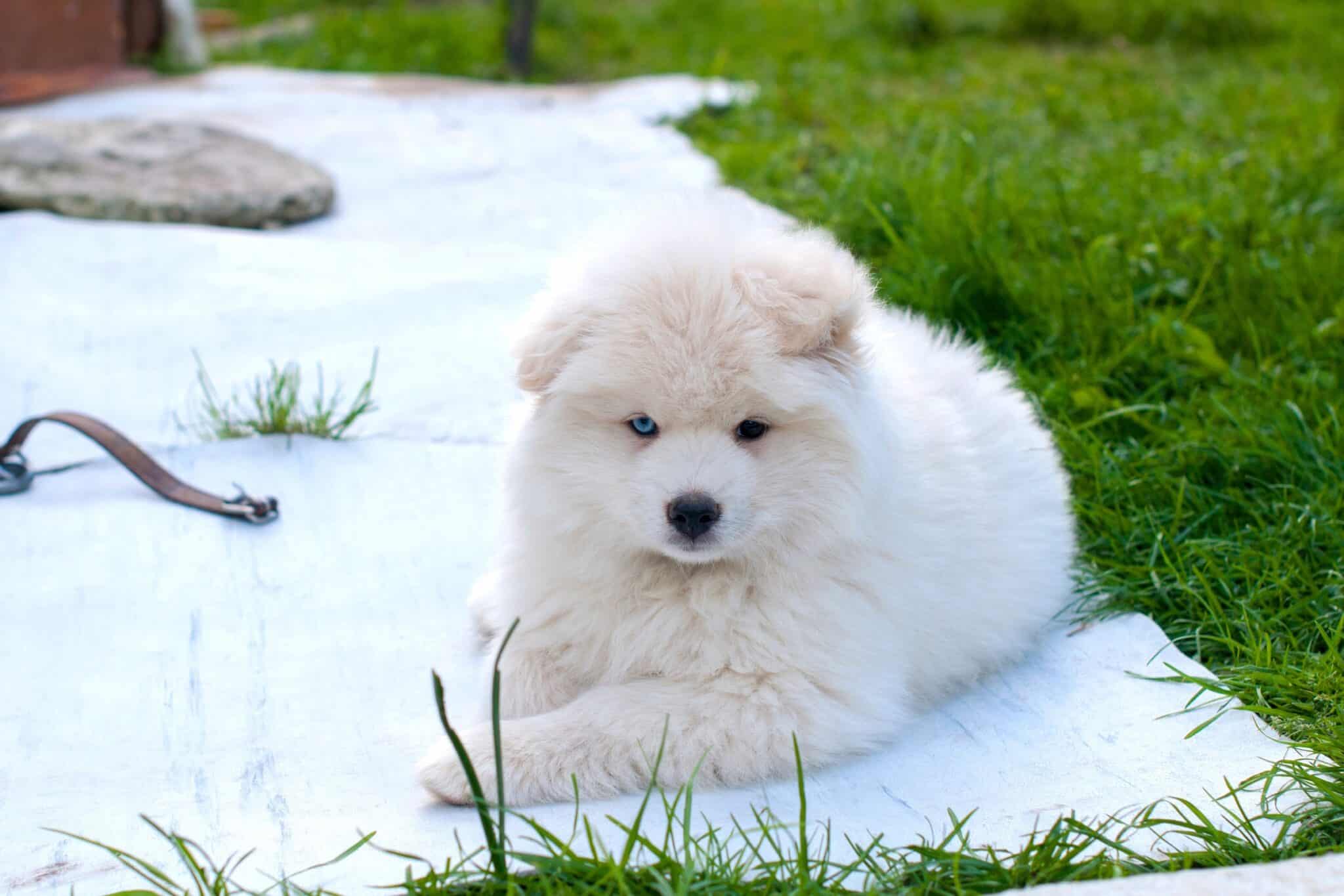 How Much to Feed a Pomsky (Feeding Chart & Guide)