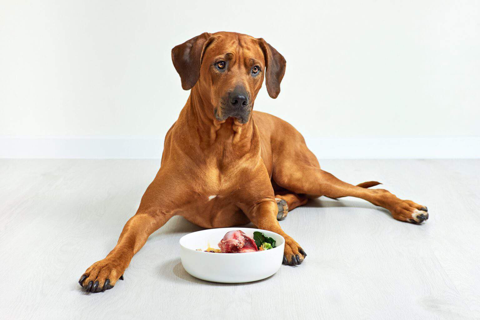 How Much to Feed a Rhodesian Ridgeback
