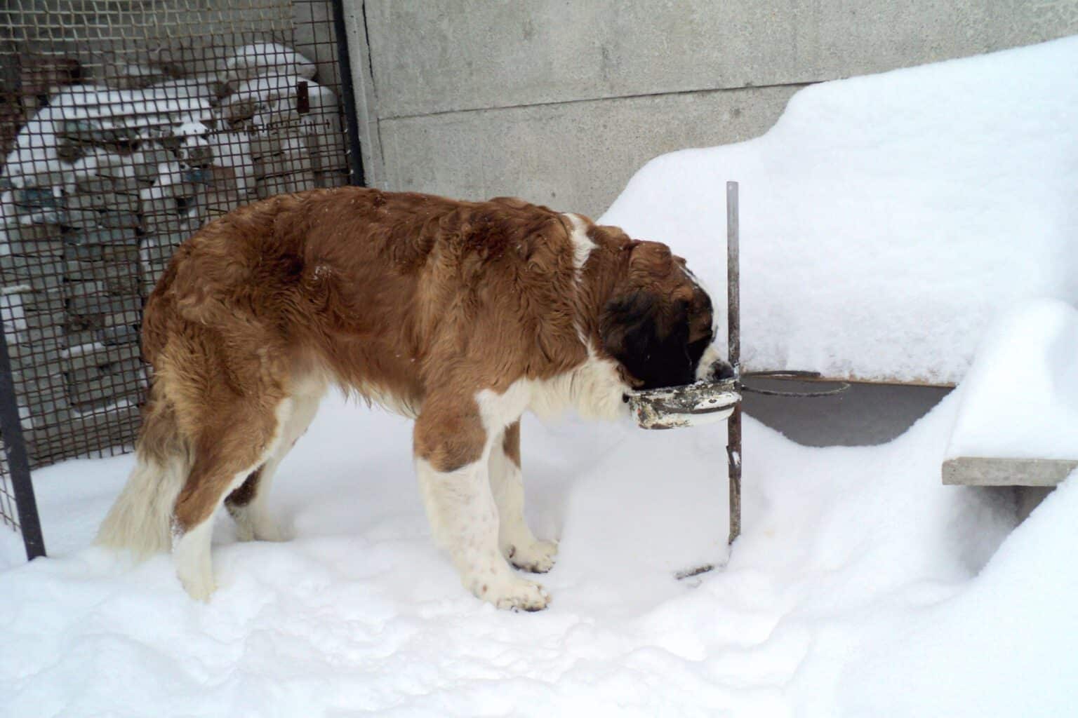 How Much to Feed a Saint Bernard (Feeding Chart & Guide)
