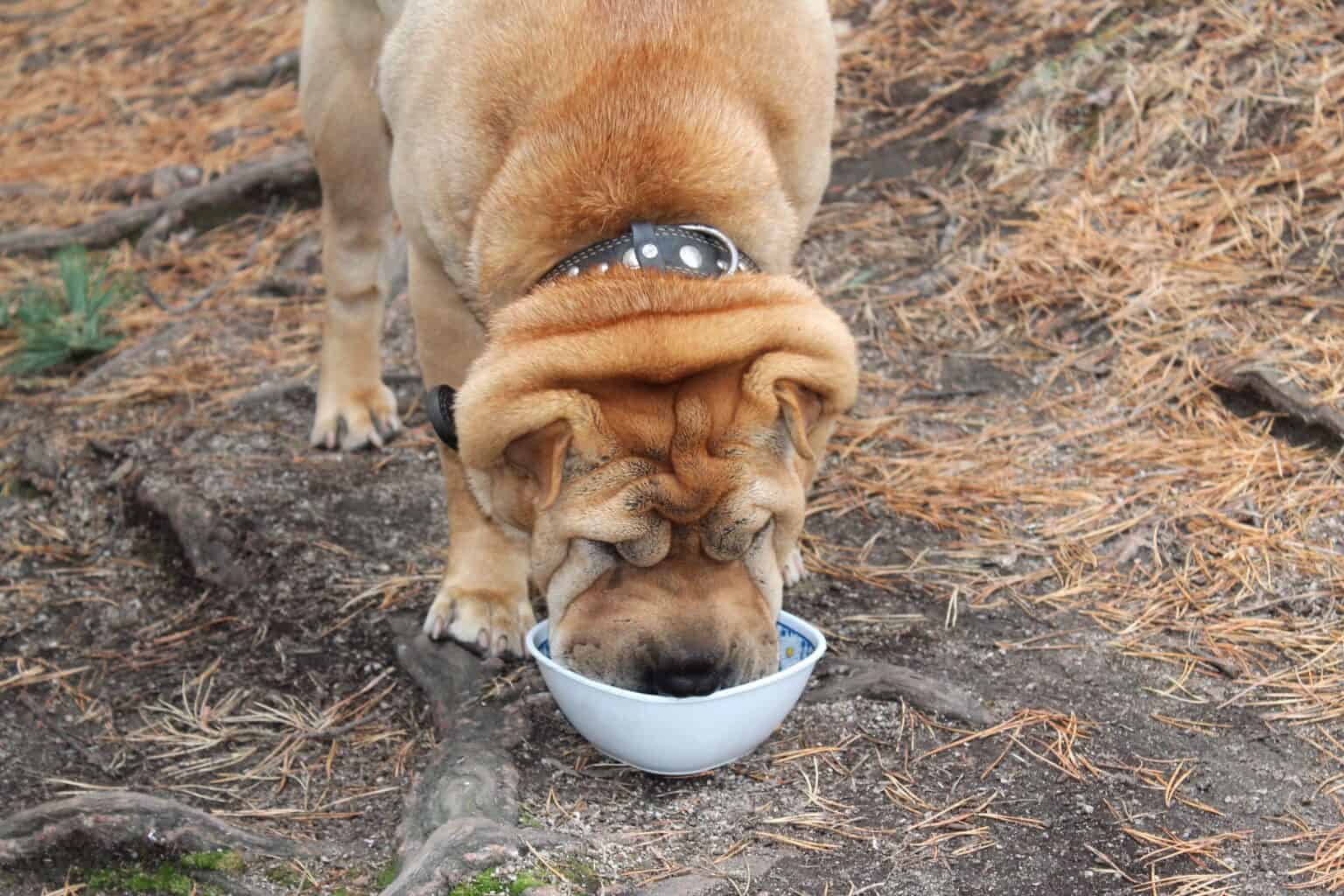 How Much to Feed a SharPei (Feeding Chart & Guide)