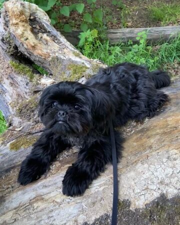 20 Shih Tzu Colors and Markings Explained