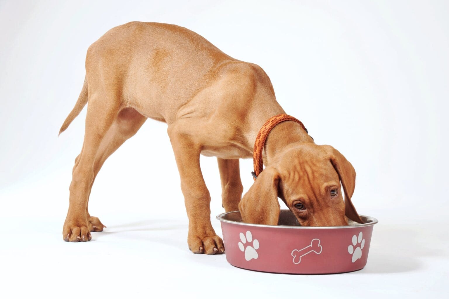 How Much to Feed a Vizsla (Feeding Chart & Guide)