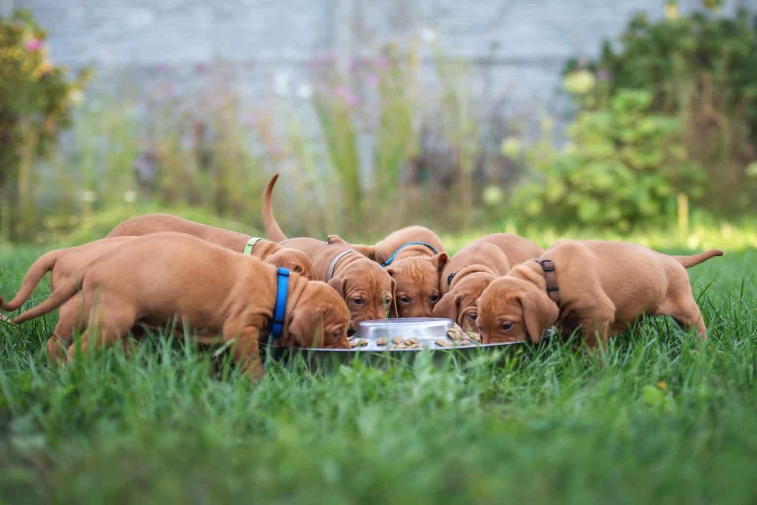 How Much to Feed a Vizsla (Feeding Chart & Guide)