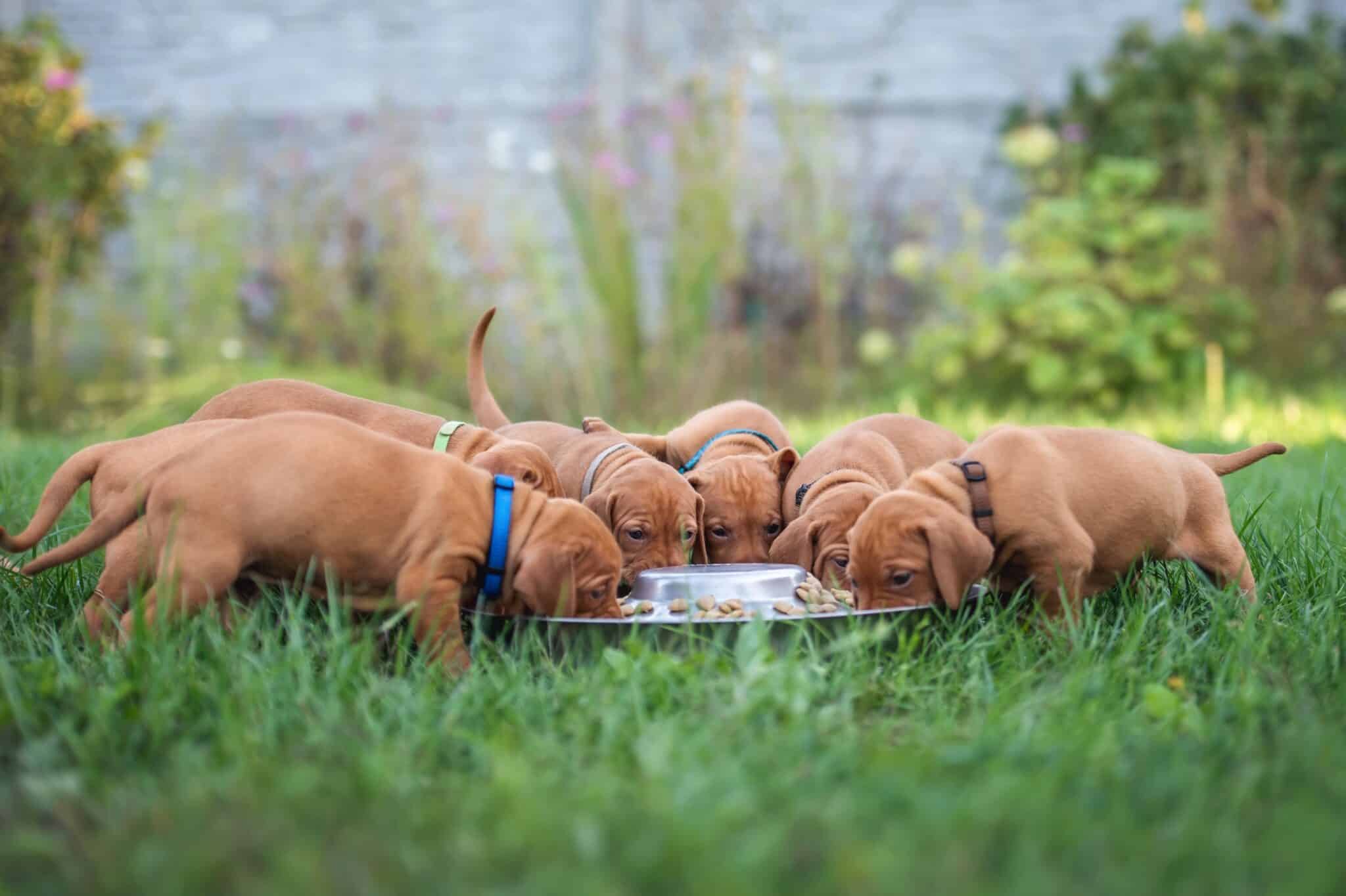 How Much to Feed a Vizsla (Feeding Chart & Guide)