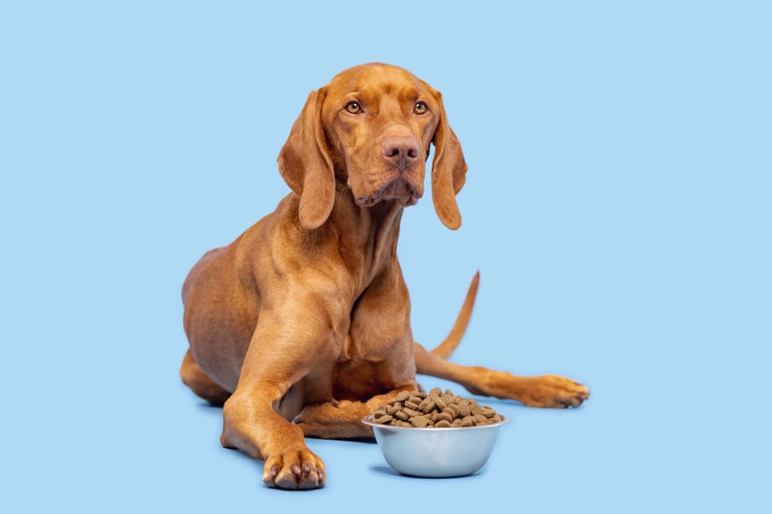 How Much to Feed a Vizsla (Feeding Chart & Guide)