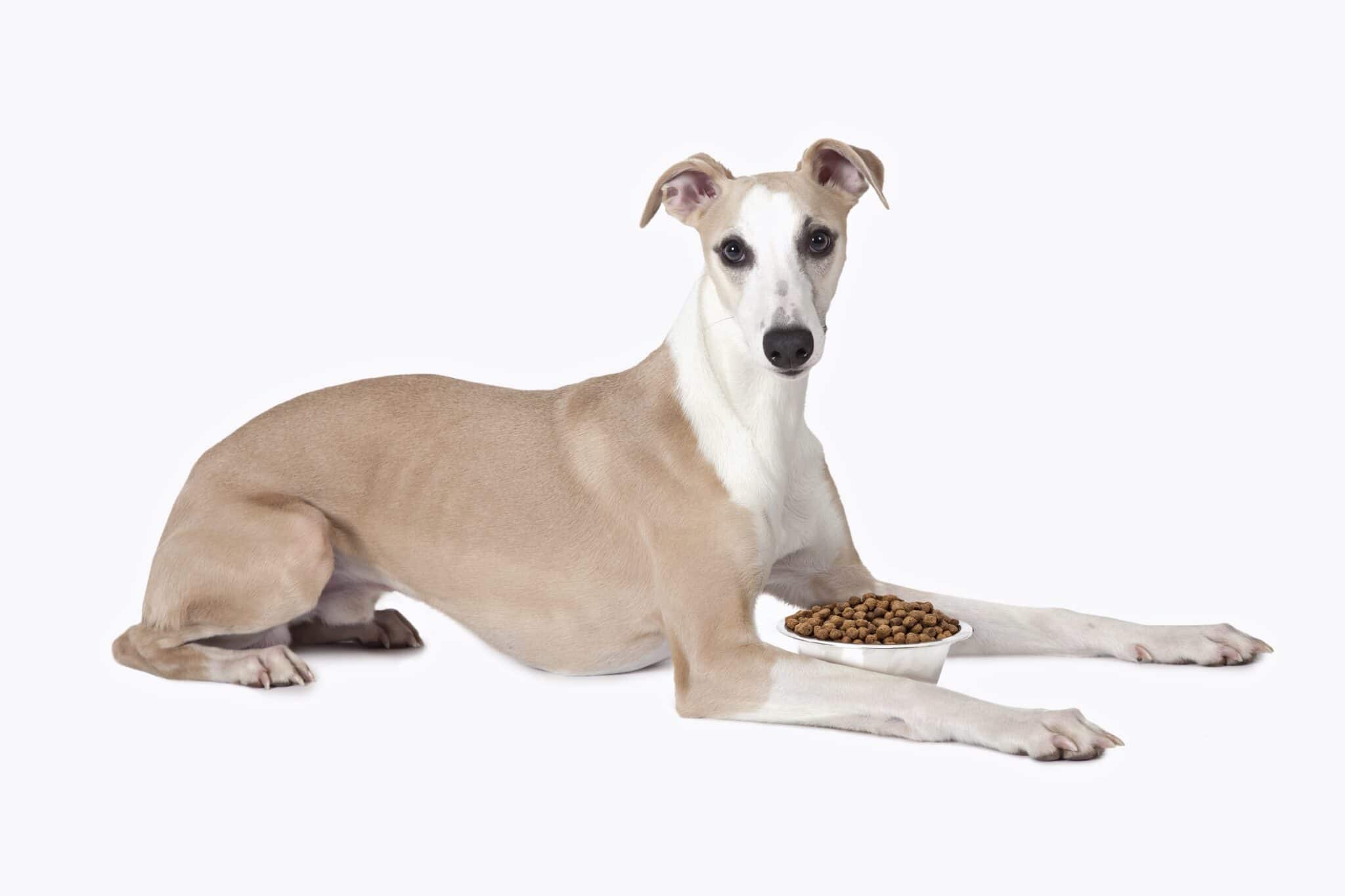 How Much to Feed a Whippet (Feeding Chart & Guide)