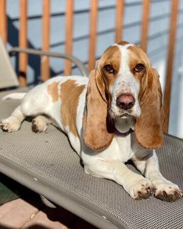 25 Basset Hound Colors & Markings (With Pictures)