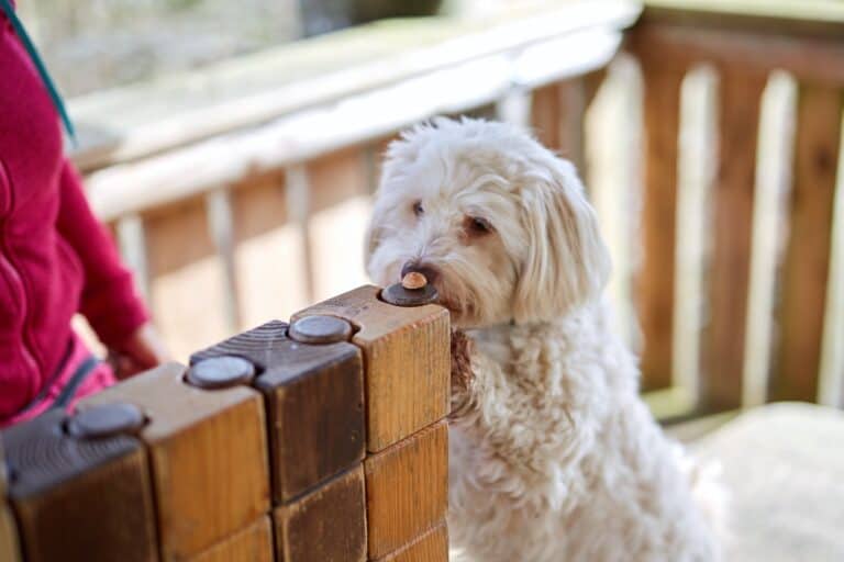 How Much to Feed a Havanese (Feeding Chart & Guide)