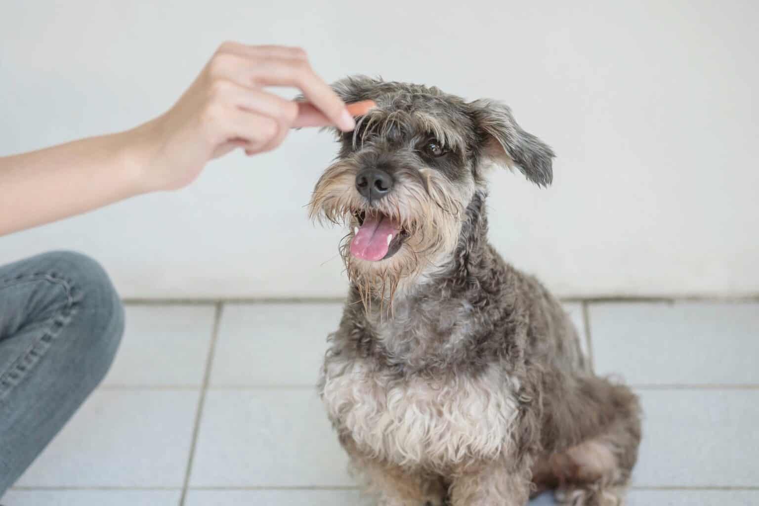 How Much to Feed a Miniature Schnauzer (Feeding Chart)