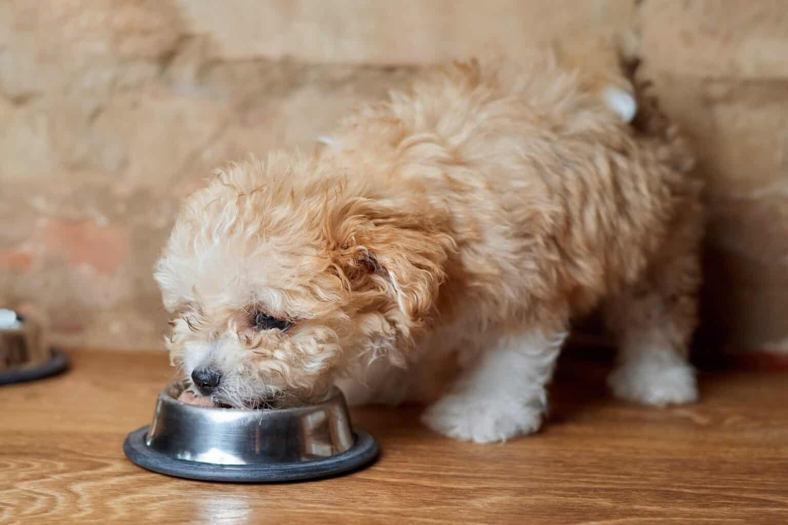 How Much to Feed a Maltipoo (Feeding Chart & Guide)