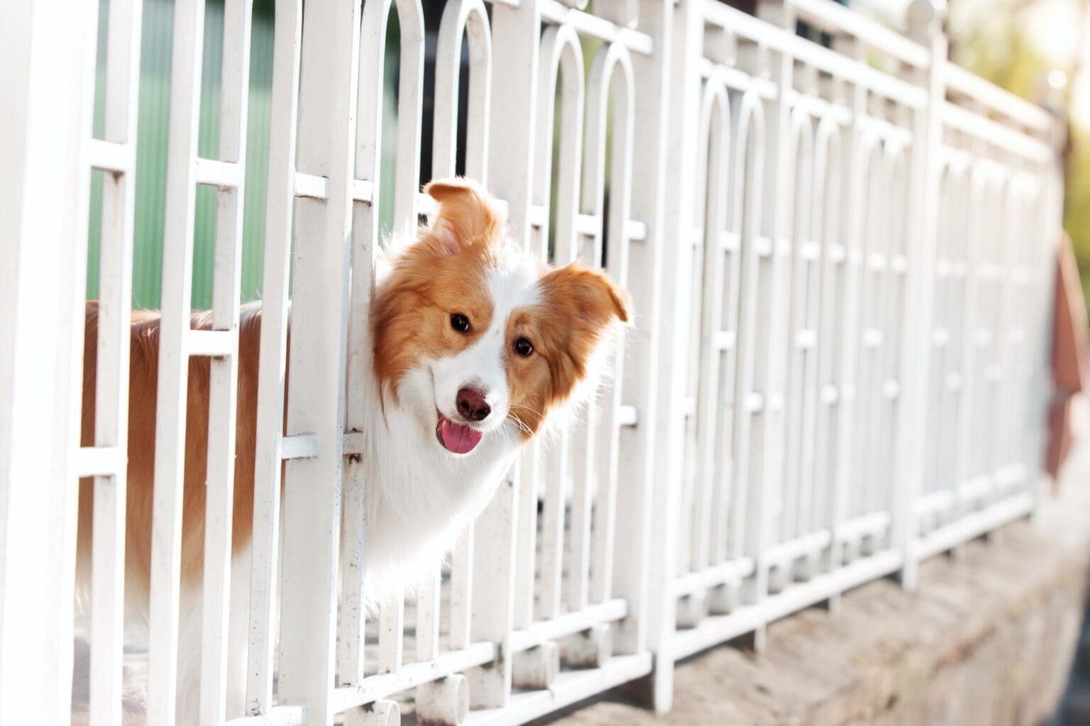 Advantages of Geo-Fencing Over Traditional Fencing for Dogs